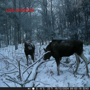 Nedis WCAM180GN Camera de la faune