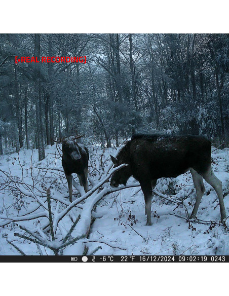 Nedis WCAM180GN Camera de la faune